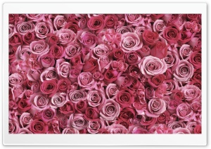 Flowers - roses Ultra HD Wallpaper for 4K UHD Widescreen desktop, tablet & smartphone