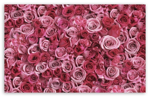 Flowers - roses UltraHD Wallpaper for Wide 16:10 Widescreen WHXGA WQXGA WUXGA WXGA ;