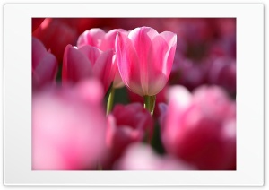 Flowers - tulips Ultra HD Wallpaper for 4K UHD Widescreen desktop, tablet & smartphone