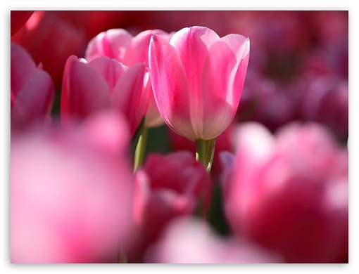 Flowers - tulips UltraHD Wallpaper for Fullscreen 4:3 ;