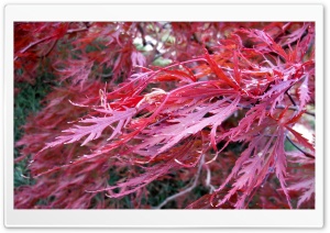 Flowers & Tree Ultra HD Wallpaper for 4K UHD Widescreen desktop, tablet & smartphone