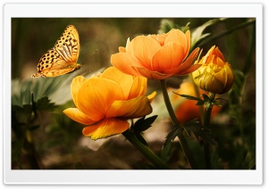 Flowers and a Butterfly Ultra HD Wallpaper for 4K UHD Widescreen desktop, tablet & smartphone