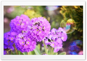 Flowers and Soap Bubbles Ultra HD Wallpaper for 4K UHD Widescreen desktop, tablet & smartphone