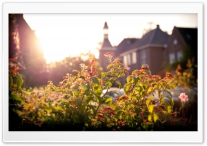 Flowers And Sunset Ultra HD Wallpaper for 4K UHD Widescreen desktop, tablet & smartphone