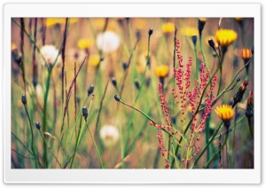 Flowers And Weeds Ultra HD Wallpaper for 4K UHD Widescreen desktop, tablet & smartphone