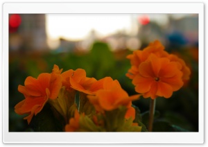 Flowers At Blackfriars Ultra HD Wallpaper for 4K UHD Widescreen desktop, tablet & smartphone