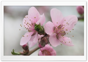 Flowers Blooming Ultra HD Wallpaper for 4K UHD Widescreen desktop, tablet & smartphone