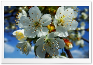 Flowers Blooming 2 Ultra HD Wallpaper for 4K UHD Widescreen desktop, tablet & smartphone