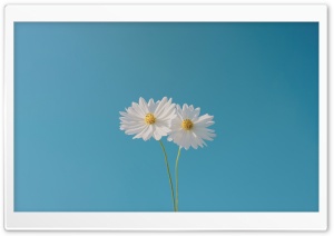 Flowers, Blue Sky, Together, Love, Cute, Retro 4K UHD Wallpaper for Widescreen and UltraWide Desktop, UltraHD TV, Smartphone, Tablet