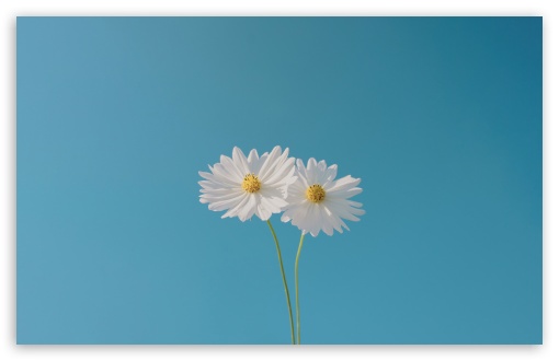 Flowers, Blue Sky, Together, Love, Cute, Retro UltraHD Wallpaper for UHD 16:9 ; HD 16:9 ; UltraWide 21:9 24:10 32:9 32:10 ; Widescreen 16:10 5:3 ; Fullscreen 4:3 5:4 3:2 ; Tablet 1:1 ; Mobile 9:16 9:19.5 9:20 10:16 2:3 3:5 3:4 ; Dual 16:10 5:3 16:9 4:3 5:4 3:2 ;
