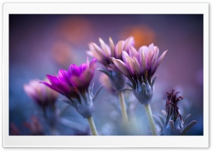 Flowers Blurred Background Ultra HD Wallpaper for 4K UHD Widescreen desktop, tablet & smartphone