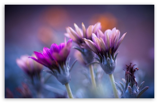 Flowers Blurred Background Ultra HD Desktop Background Wallpaper for 4K UHD  TV : Tablet : Smartphone
