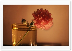 Flowers, Candle Lights Ultra HD Wallpaper for 4K UHD Widescreen desktop, tablet & smartphone