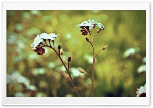 Flowers Close Up Ultra HD Wallpaper for 4K UHD Widescreen desktop, tablet & smartphone