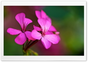 Flowers, Colorful, Macro Ultra HD Wallpaper for 4K UHD Widescreen desktop, tablet & smartphone