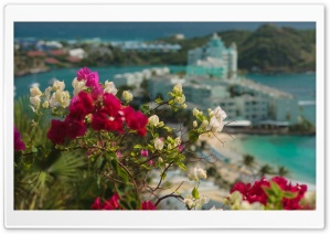 Flowers Everywhere Ultra HD Wallpaper for 4K UHD Widescreen desktop, tablet & smartphone