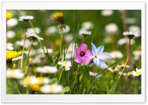 Flowers Field Ultra HD Wallpaper for 4K UHD Widescreen desktop, tablet & smartphone