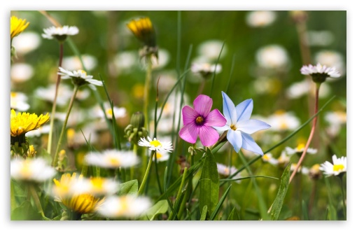 Flowers Field UltraHD Wallpaper for HD 16:9 ; UltraWide 32:10 ; Widescreen 16:10 5:3 ; Fullscreen 4:3 5:4 3:2 ; Tablet 1:1 ; Mobile 3:5 3:4 ; Dual 16:10 5:3 16:9 4:3 5:4 ;