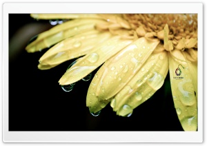 Flowers for Beautiful People in World Ultra HD Wallpaper for 4K UHD Widescreen desktop, tablet & smartphone