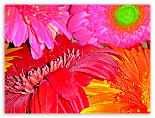 Flowers Full HD Superior UltraHD Wallpaper for Fullscreen 4:3 ;