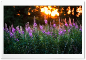 Flowers, Golden Sunset Bokeh, Nature Photography Ultra HD Wallpaper for 4K UHD Widescreen desktop, tablet & smartphone