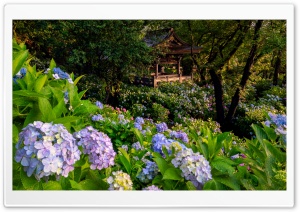 Flowers, Hydrangea Temple, Japan, Nature, Tranquility 4K UHD Wallpaper for Widescreen and UltraWide Desktop, UltraHD TV, Smartphone, Tablet