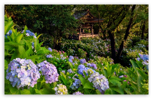Flowers, Hydrangea Temple, Japan, Nature, Tranquility UltraHD Wallpaper for UHD 16:9 ; HD 16:9 ; UltraWide 21:9 24:10 ; Widescreen 16:10 5:3 ; Fullscreen 4:3 5:4 3:2 ; Tablet 1:1 ;