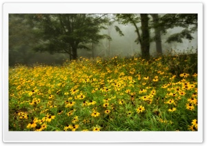 Flowers In Foreground Ultra HD Wallpaper for 4K UHD Widescreen desktop, tablet & smartphone