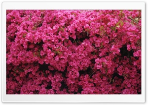 Flowers In Front Of House Ultra HD Wallpaper for 4K UHD Widescreen desktop, tablet & smartphone