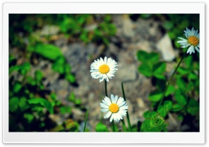 Flowers in the Field Ultra HD Wallpaper for 4K UHD Widescreen desktop, tablet & smartphone