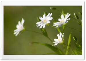 Flowers In The Sun Ultra HD Wallpaper for 4K UHD Widescreen desktop, tablet & smartphone