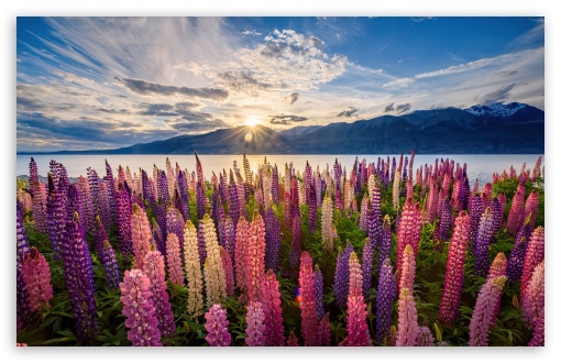 Flowers, Lake, Mountains UltraHD Wallpaper for UHD 16:9 2160p 1440p 1080p 900p 720p ; 8K UHD TV 16:9 Ultra High Definition 2160p 1440p 1080p 900p 720p ; UltraWide 21:9 24:10 ; Widescreen 16:10 5:3 WHXGA WQXGA WUXGA WXGA WGA ; Fullscreen 4:3 5:4 3:2 UXGA XGA SVGA QSXGA SXGA DVGA HVGA HQVGA ( Apple PowerBook G4 iPhone 4 3G 3GS iPod Touch ) ; Tablet 1:1 ; Mobile 9:16 2:3 3:5 3:4 - ;