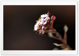 Flowers Macro Ultra HD Wallpaper for 4K UHD Widescreen desktop, tablet & smartphone