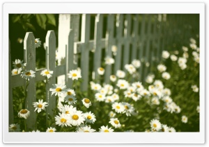 Flowers Near Fence Ultra HD Wallpaper for 4K UHD Widescreen desktop, tablet & smartphone
