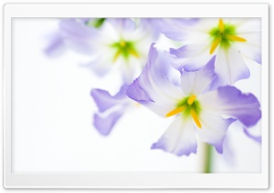 Flowers On White Background Ultra HD Wallpaper for 4K UHD Widescreen desktop, tablet & smartphone