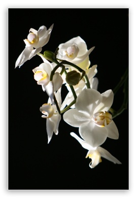 Flowers Orchidee UltraHD Wallpaper for Mobile 2:3 ;