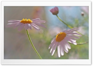 Flowers Outdoors Ultra HD Wallpaper for 4K UHD Widescreen desktop, tablet & smartphone