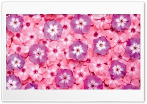 Flowers Pattern Ultra HD Wallpaper for 4K UHD Widescreen desktop, tablet & smartphone