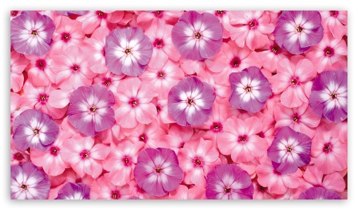 Flowers Pattern UltraHD Wallpaper for HD 16:9 ;