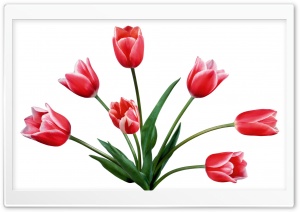 Flowers Red Tulips Ultra HD Wallpaper for 4K UHD Widescreen Desktop, Lockscreen, Screensaver, TV, Tablet, Smartphone