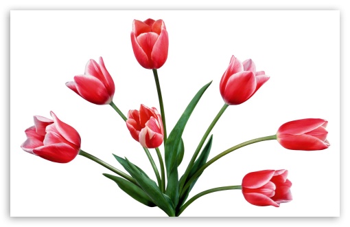 Flowers Red Tulips UltraHD Wallpaper for HD 16:9 ; Widescreen 16:10 5:3 ; Fullscreen 3:2 ;