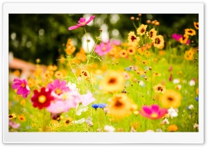 Flowers, Soustons, France Ultra HD Wallpaper for 4K UHD Widescreen desktop, tablet & smartphone