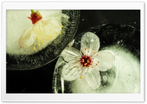 Flowers Trapped In Ice Ultra HD Wallpaper for 4K UHD Widescreen desktop, tablet & smartphone