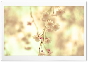 Flowers Twig Ultra HD Wallpaper for 4K UHD Widescreen desktop, tablet & smartphone