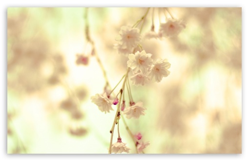 Flowers Twig Ultra HD Desktop Background Wallpaper for 4K UHD TV ...