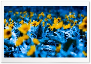 Flowers With Blue Leaves Ultra HD Wallpaper for 4K UHD Widescreen desktop, tablet & smartphone