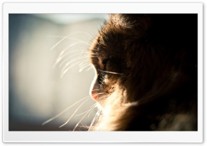 Fluffy Cat Ultra HD Wallpaper for 4K UHD Widescreen desktop, tablet & smartphone