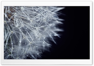 Fluffy Dandelion Ultra HD Wallpaper for 4K UHD Widescreen desktop, tablet & smartphone