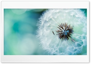 Fluffy dandelion Ultra HD Wallpaper for 4K UHD Widescreen desktop, tablet & smartphone