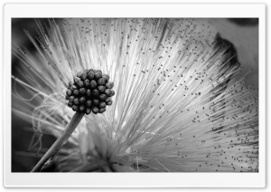 Fluffy Flower Black And White Ultra HD Wallpaper for 4K UHD Widescreen desktop, tablet & smartphone